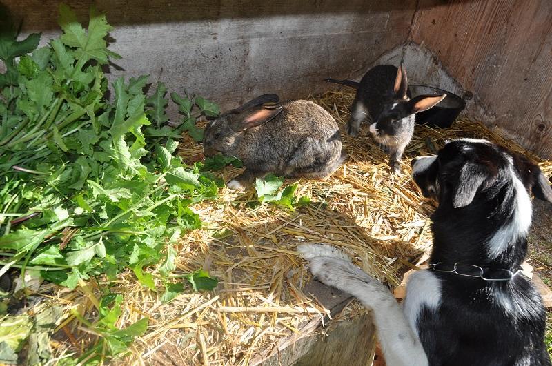 Ferienwohnung Dichtlbauer Sankt Gilgen Exterior foto